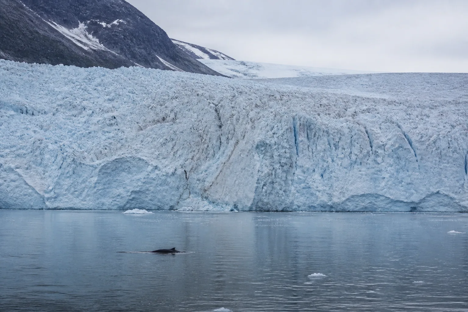 A broad Greenland glacier terminus meets calm gray-blue water.