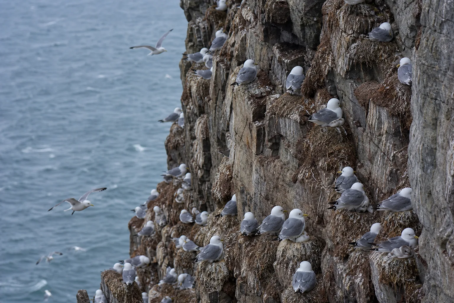 Black-legged kittiwakes gather on ledges of a wind-cut coastal cliff.
