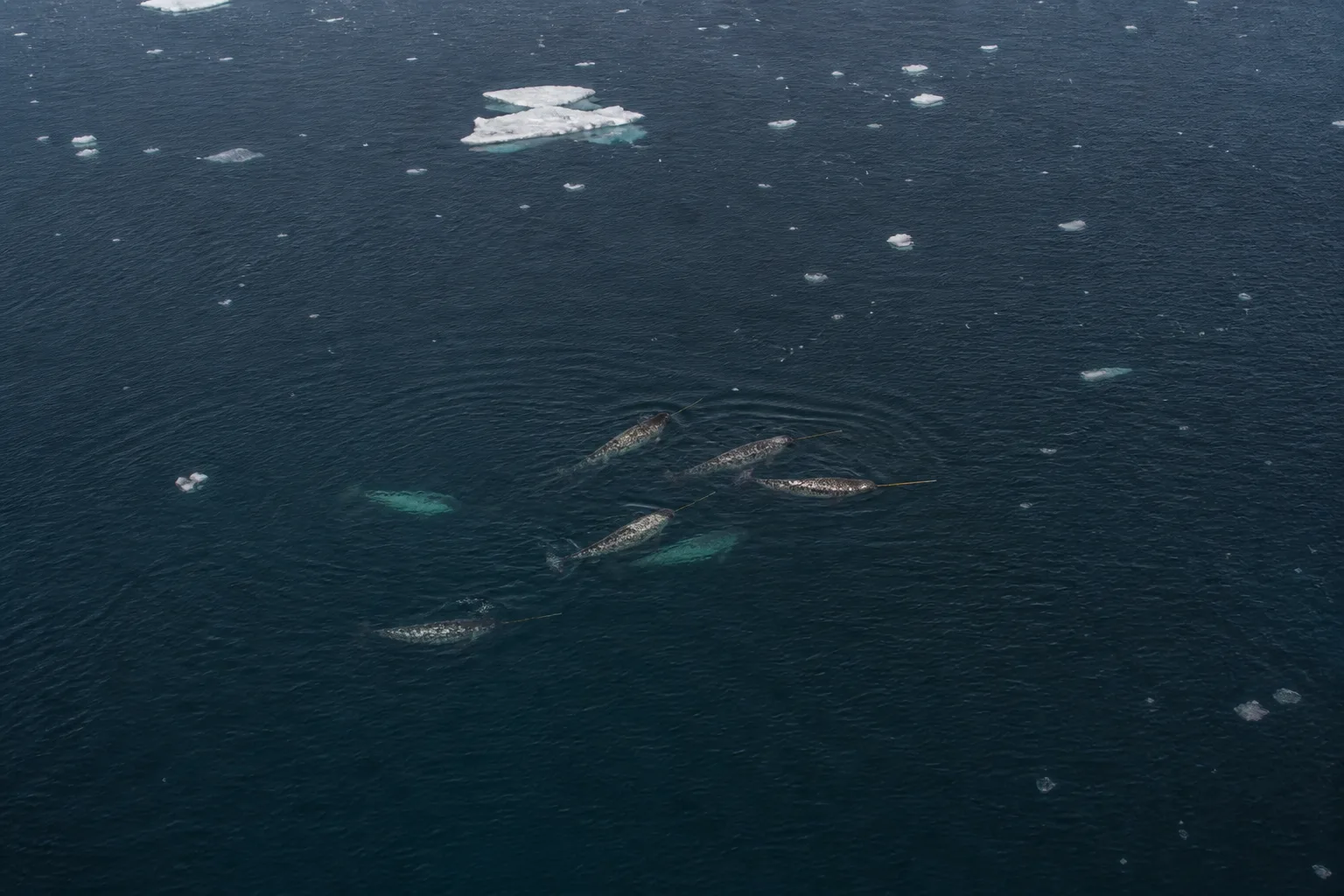 Listening for narwhals in Baffin Bay