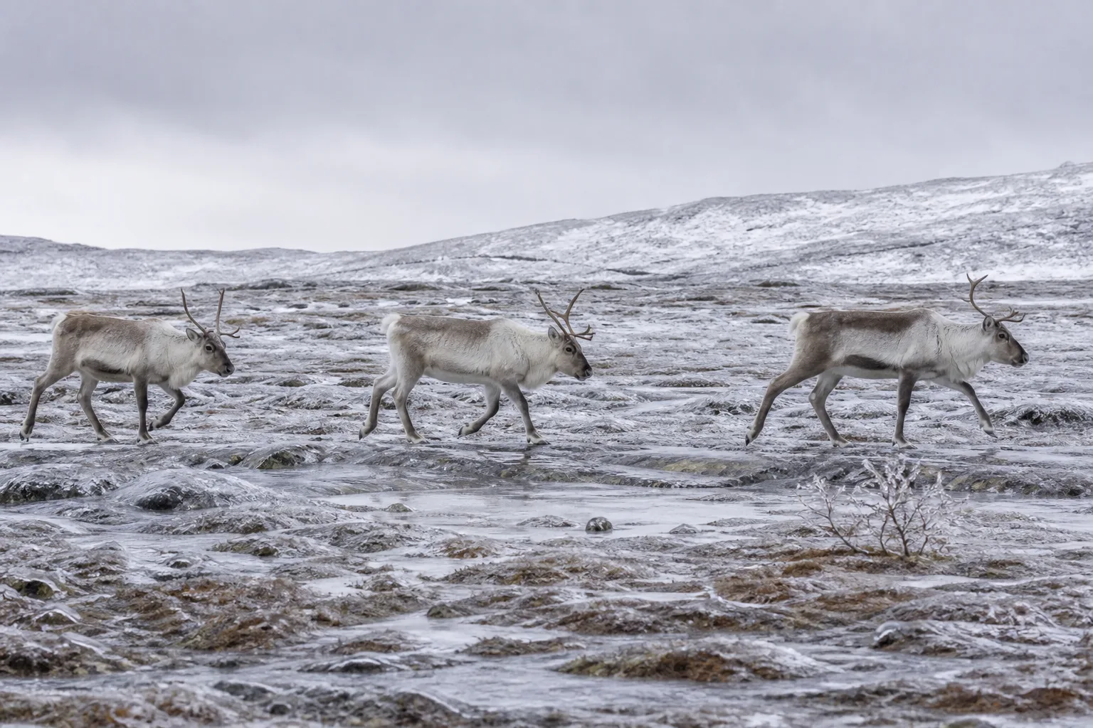 Rain on snow across the tundra