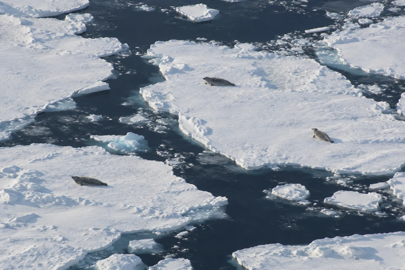 Counting the seals you cannot see